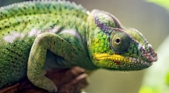 Dezvoltarea embrionară a reptilelor
